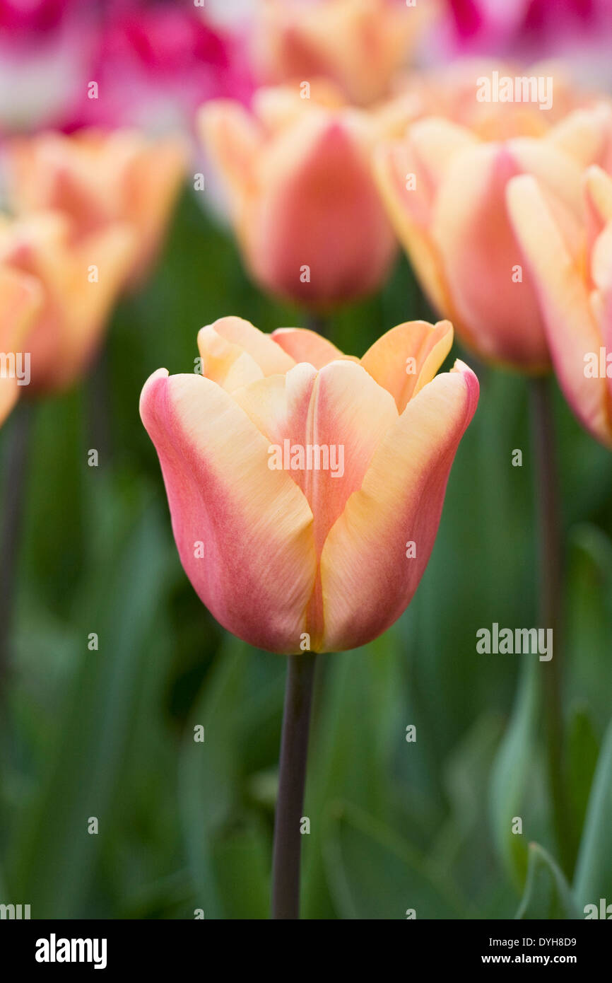 Tulipa 'Apricot Foxx"im Garten. Stockfoto