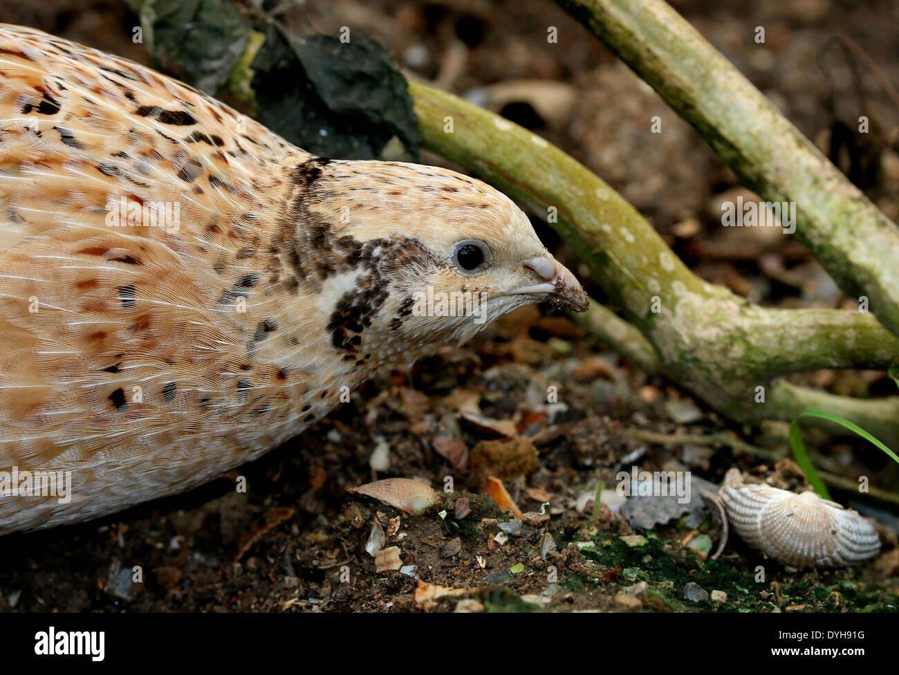 Gemeinsamen Wachtel (Coturnix Coturnix) Stockfoto