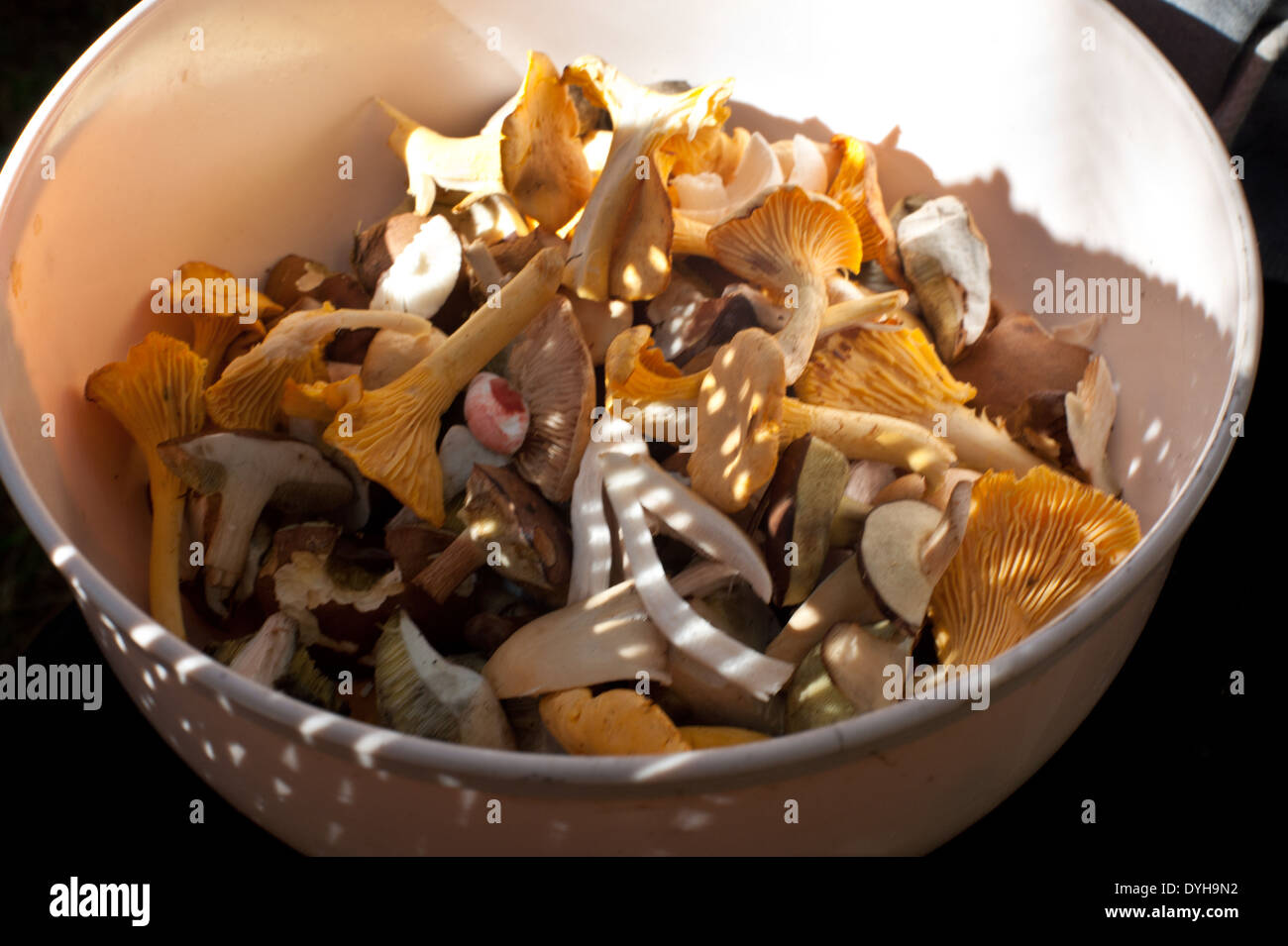 Eine Schüssel mit frisch gepflückten Waldpilzen, bereit, gereinigt und gekocht werden. Stockfoto