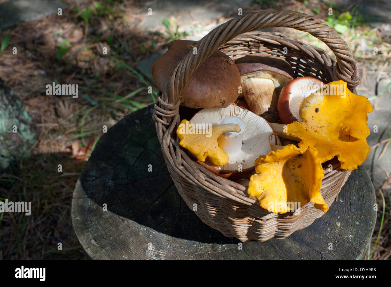 Eine Auswahl von frisch gepflückten Waldpilzen in einem Weidenkorb. Stockfoto