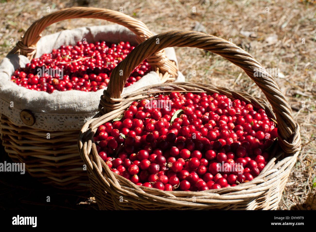 Frühling rote Beeren frisch gepflückt aus dem Wald, in Weidenkörbe. Stockfoto