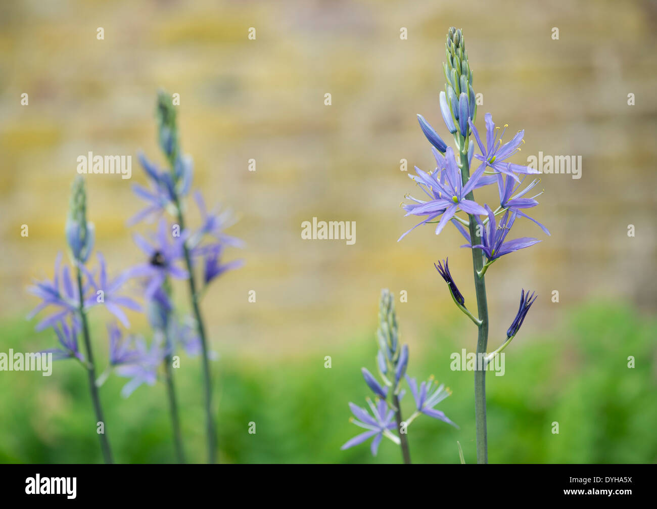 Camassia Leichtlinii. Camas Quamash, Wild Hyazinthe Blume Stockfoto