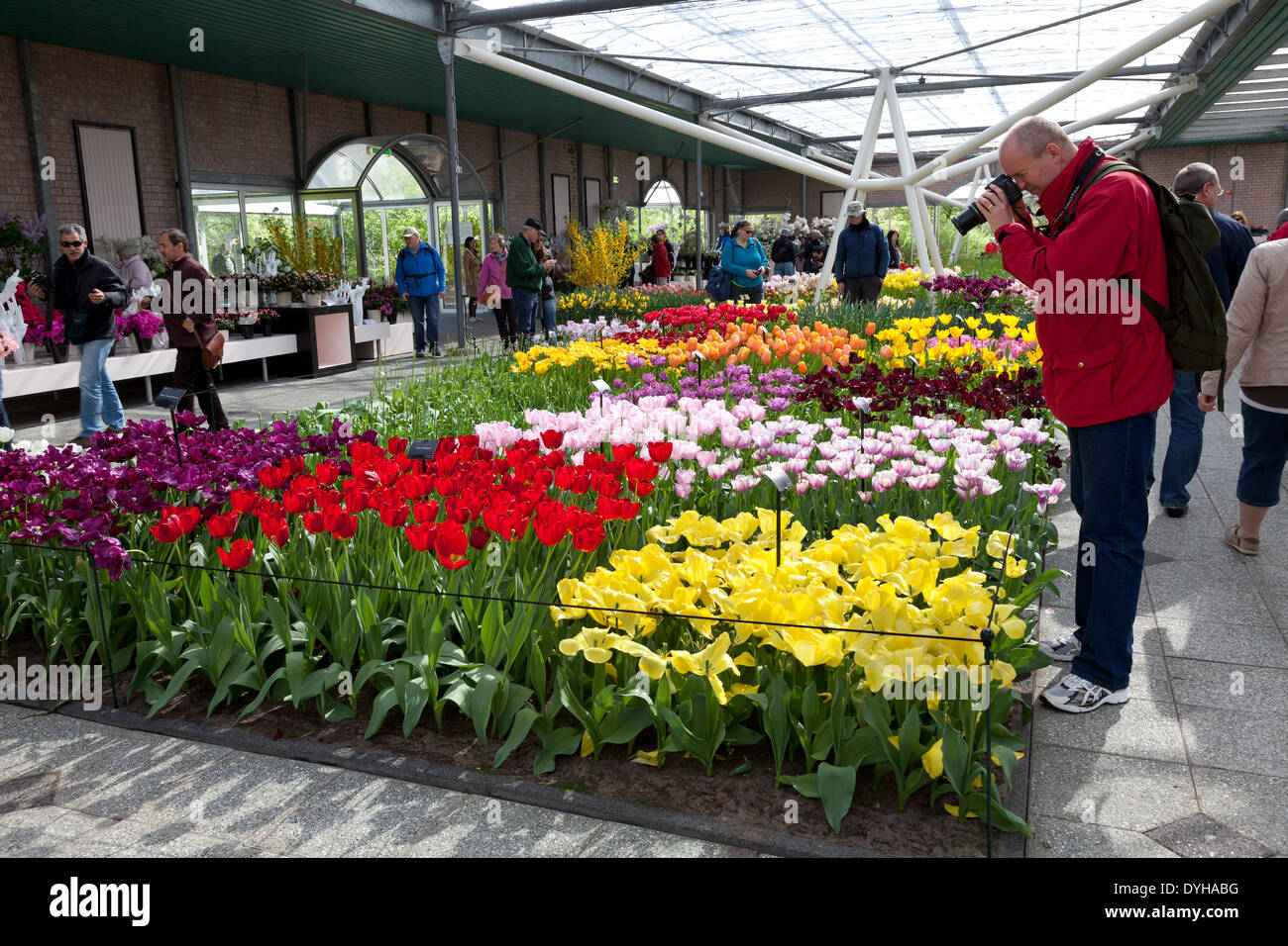 Tulpen in der König Willem Alexander Hall auf dem Keukenhof in Lisse, Niederlande Stockfoto