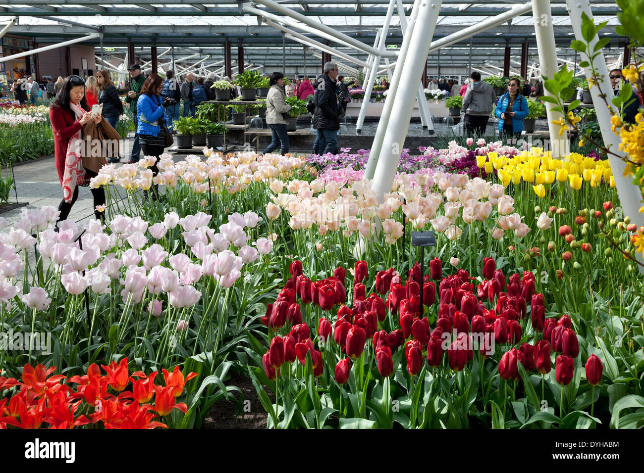 Tulpen in der König Willem Alexander Hall auf dem Keukenhof in Lisse, Niederlande Stockfoto