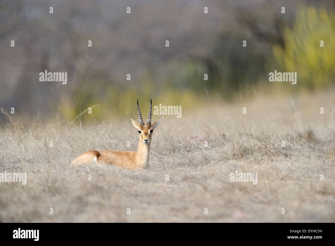 Indische Gazelle (Gazella Bennettii) auf Savanne liegen. Stockfoto