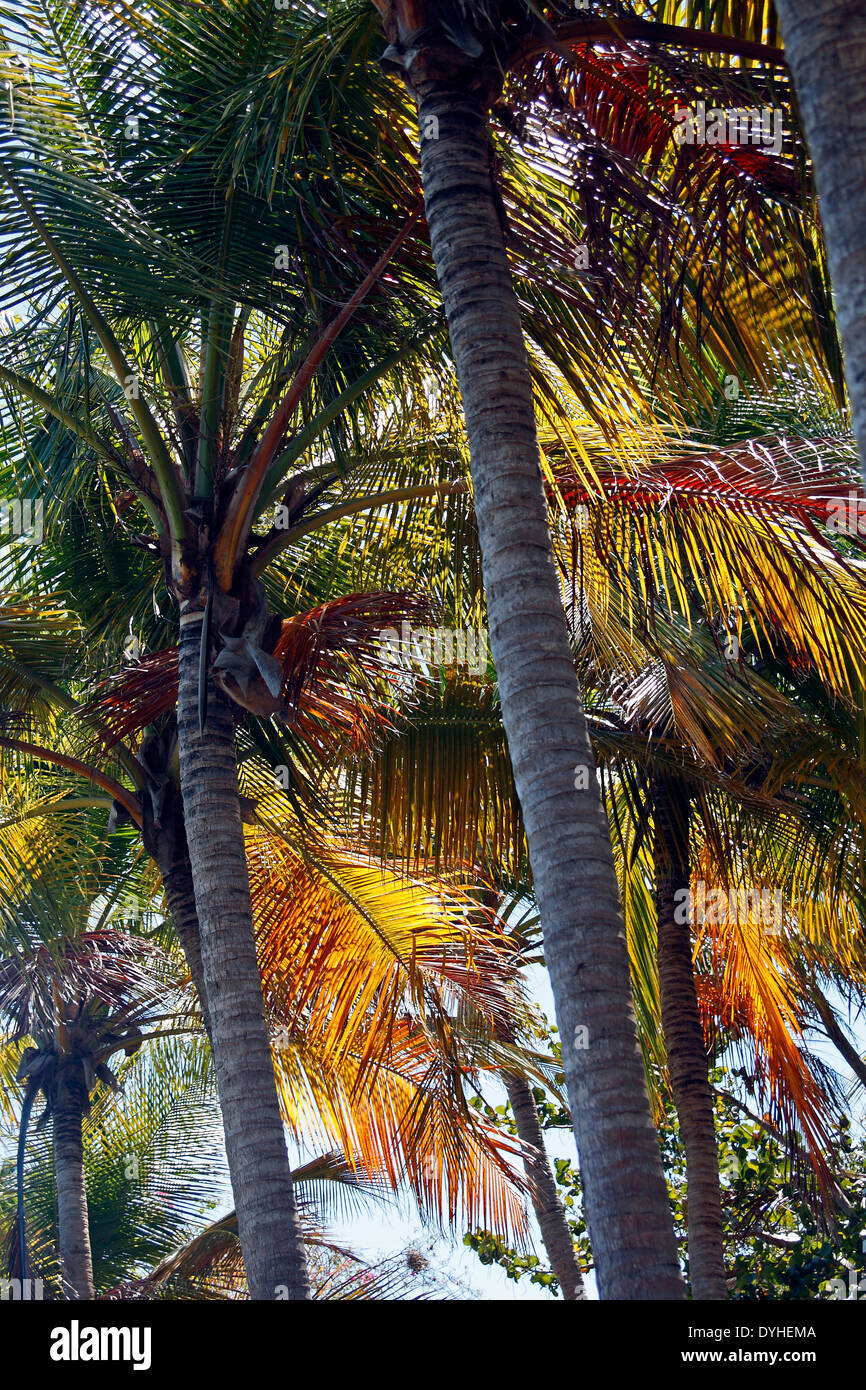 Isla Culebra Puerto Rico USA Gebiet beleuchteten Palmen mit roten und gelben Wedel Stockfoto