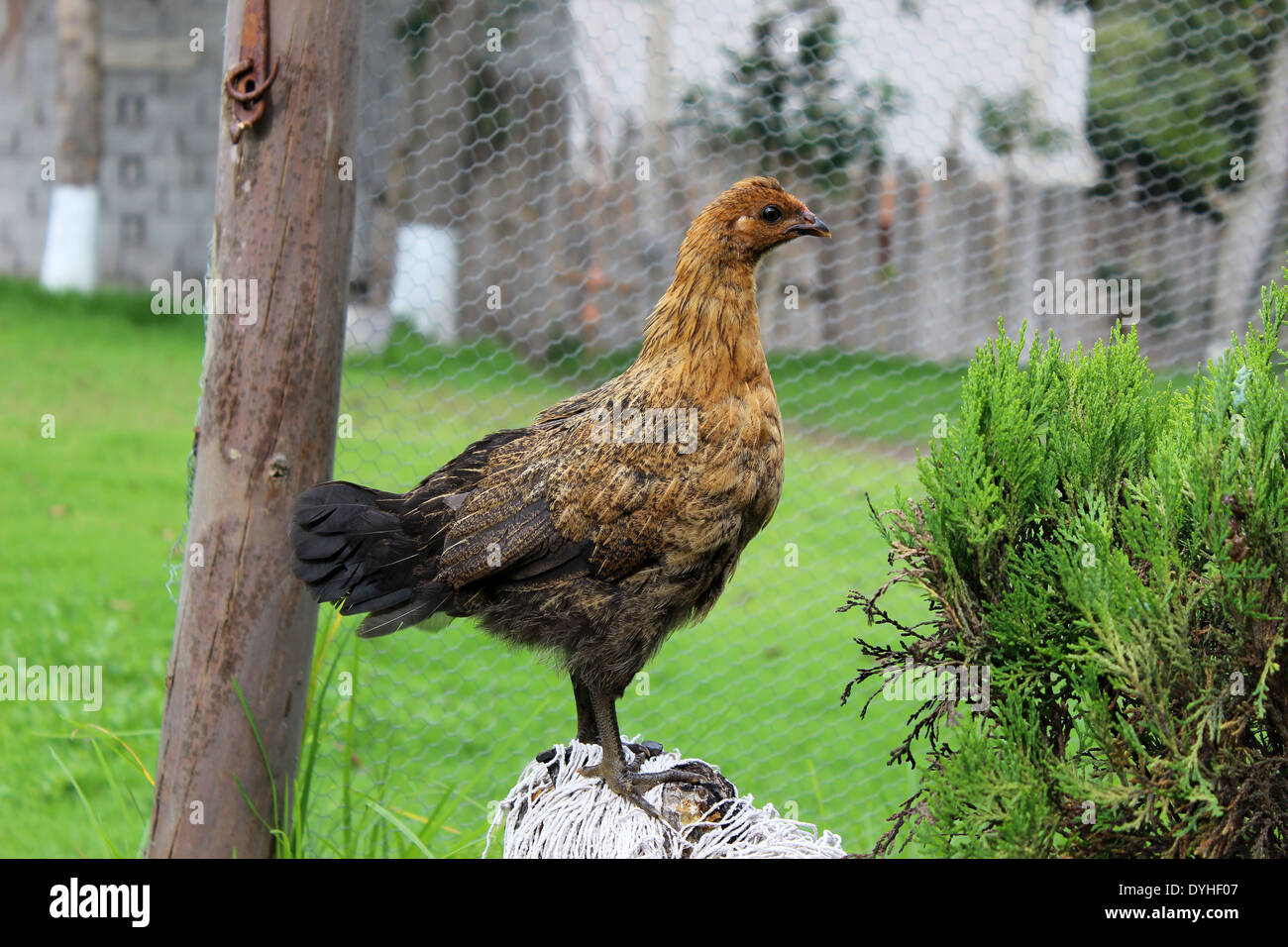 Ein Huhn in einem Feld Gras auf einer Farm in Cotacachi, Ecuador Stockfoto