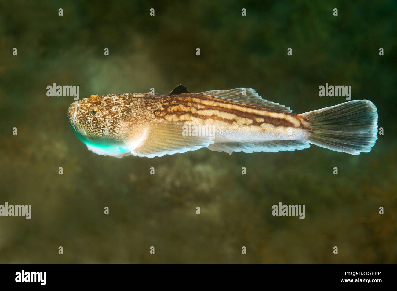 Stargazer oder Atlantic Stargazer (Uranoscopus Scaber), Schwarzes Meer, Krim, Russland Stockfoto