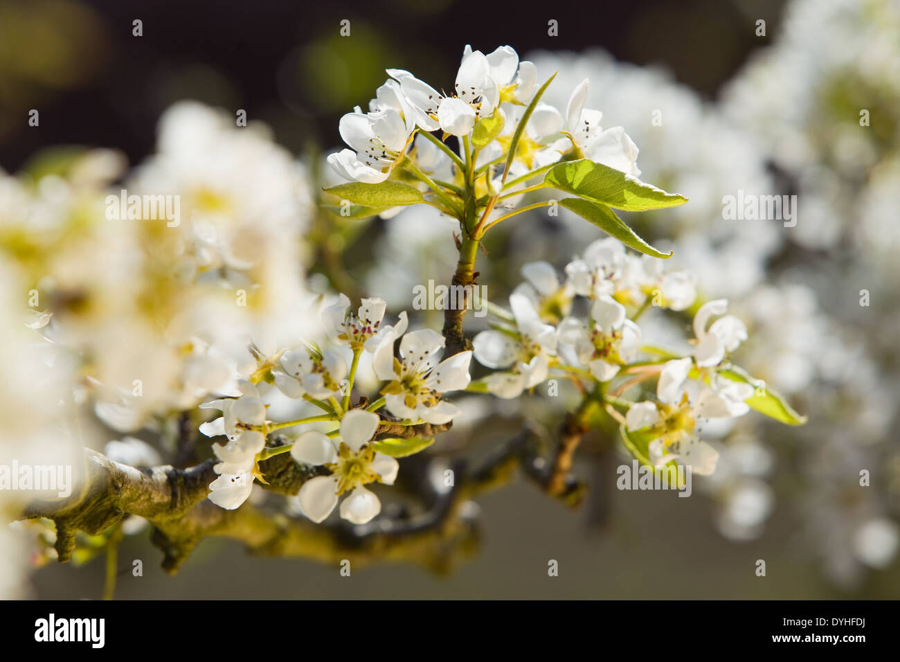 Birne Baum Blüte im Frühjahr in England fotografiert. April 2014. Stockfoto