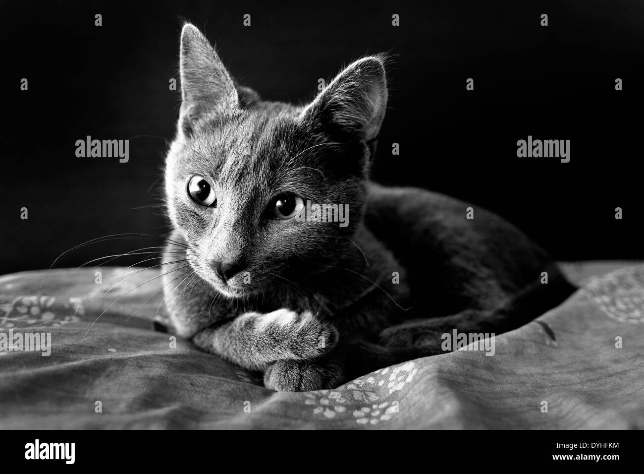 Eine graue Katze gelogen nach unten auf einem Bett Stockfoto