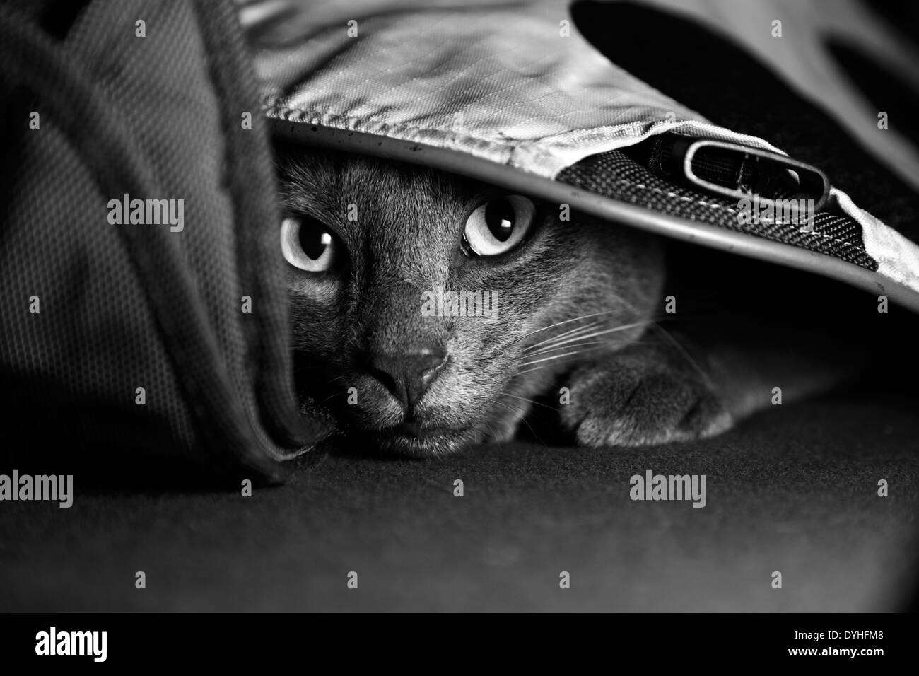 Eine graue Katze, versteckt unter einer Tasche Stockfoto