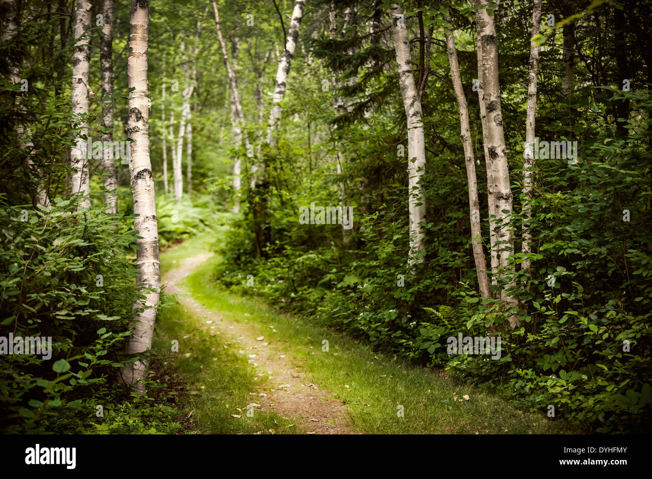Wanderweg im üppigen grünen Sommer Wald mit weißen Birken Stockfoto