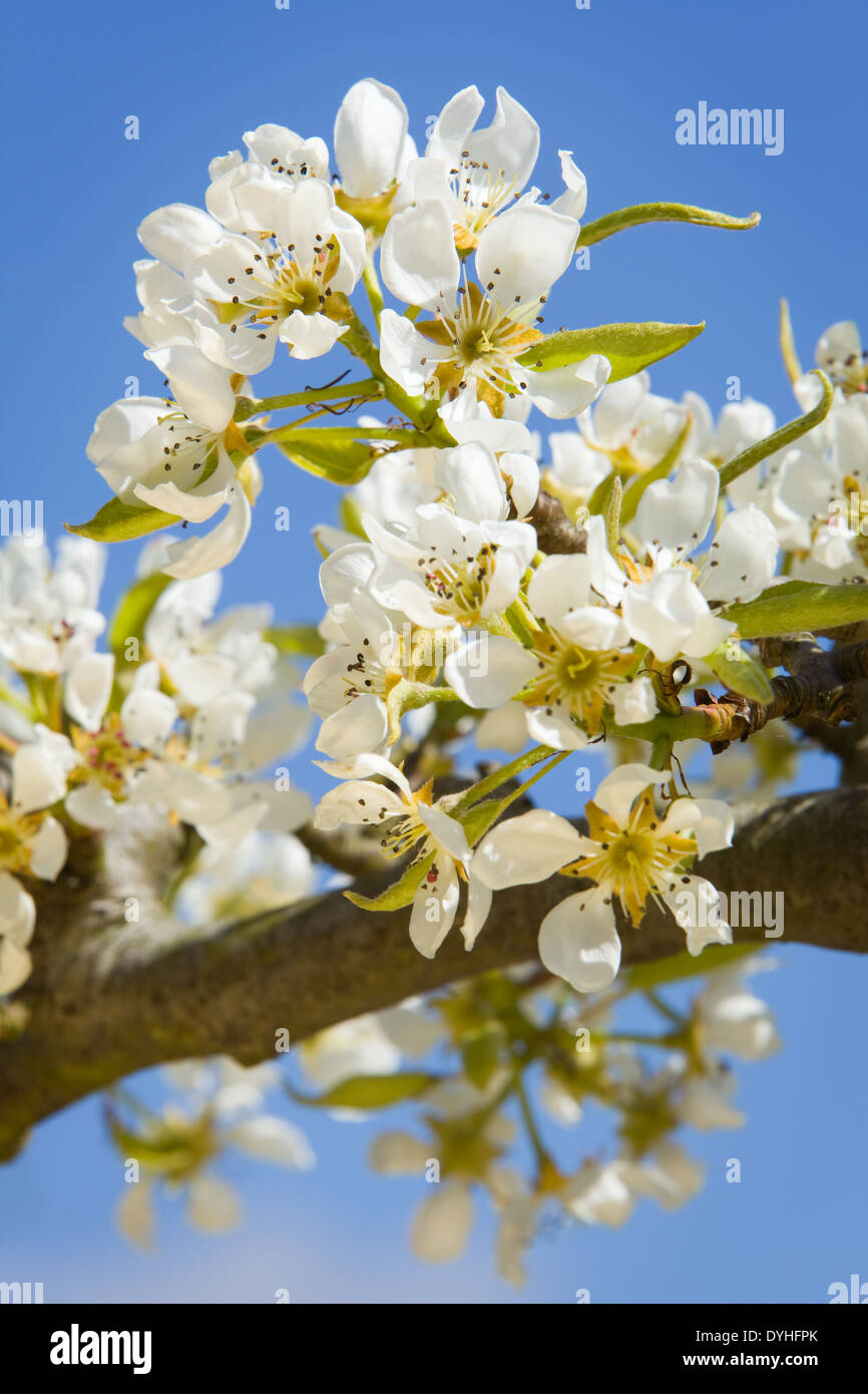 Birne Baum Blüte im Frühjahr in England vor einem strahlend blauen Himmel fotografiert Stockfoto