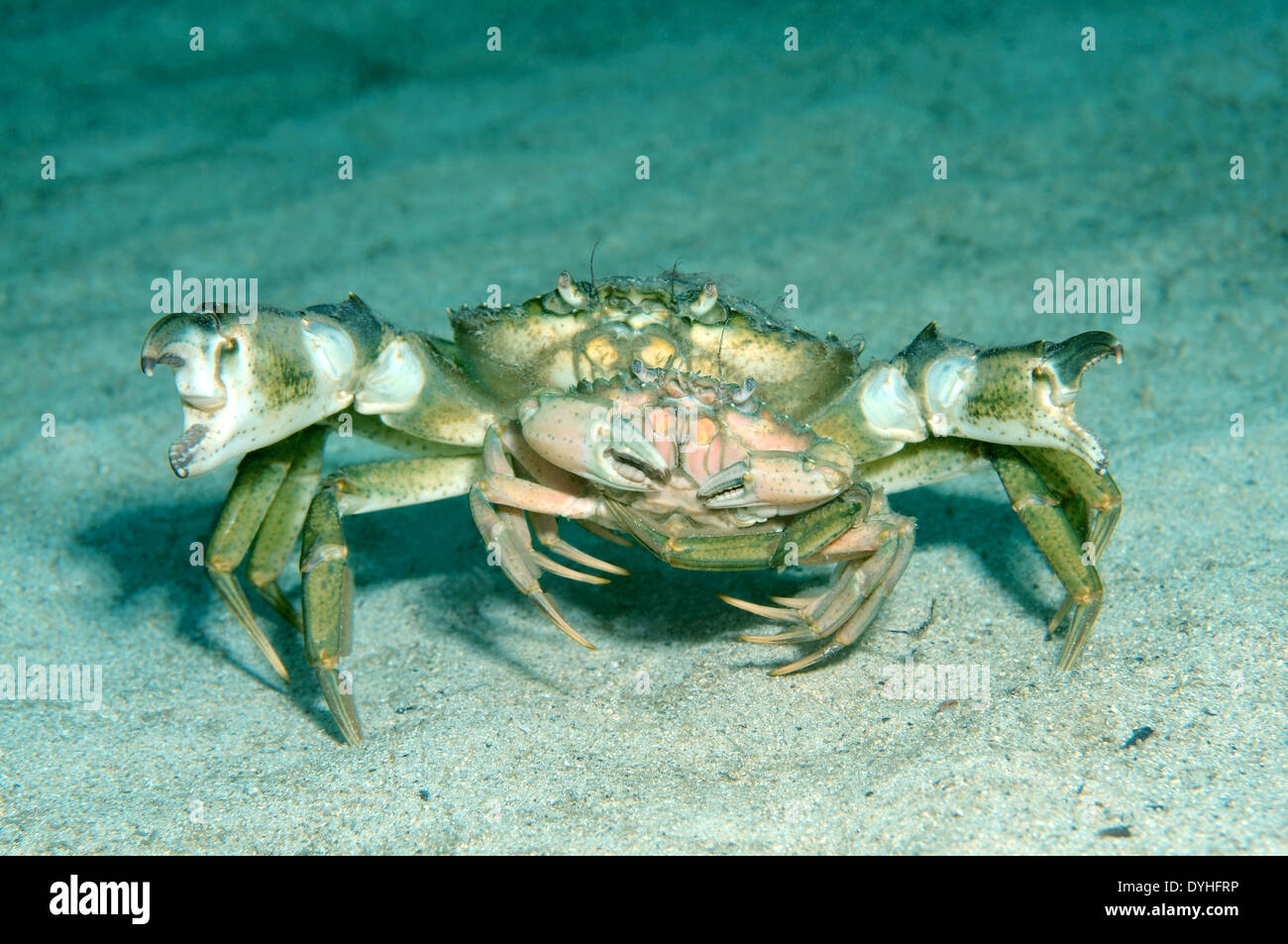 Paarung grün Krabben oder littoral Krabbe (Carcinus Aestuarii