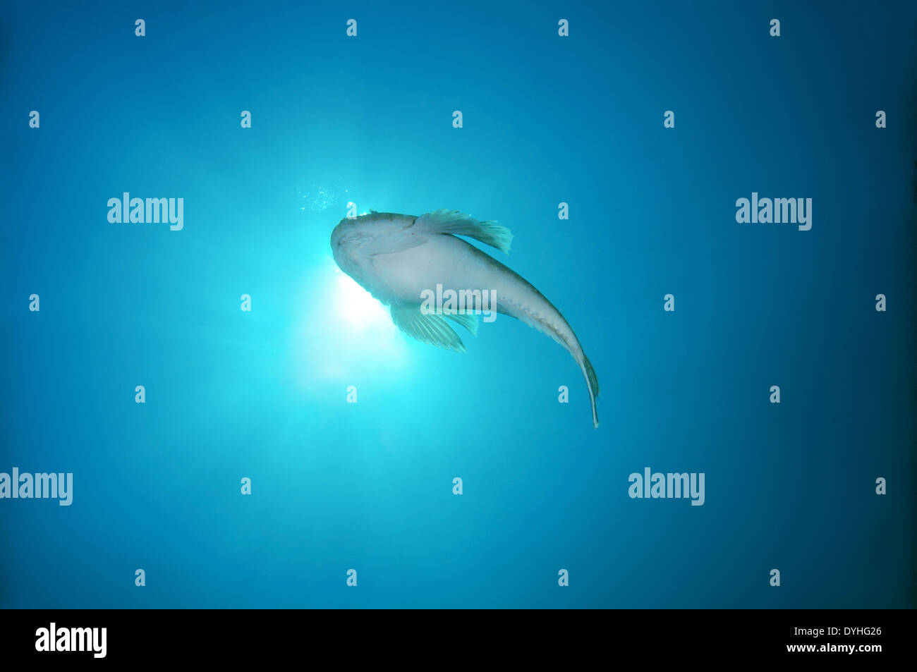 Stargazer oder Atlantic Stargazer (Uranoscopus Scaber), Schwarzes Meer, Krim, Russland Stockfoto