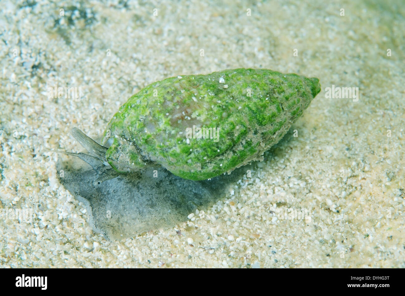 Netted Dog Wellhornschnecke, saldiert Nassa oder netzförmig Nassa (Nassarius Reticulatus) Stockfoto