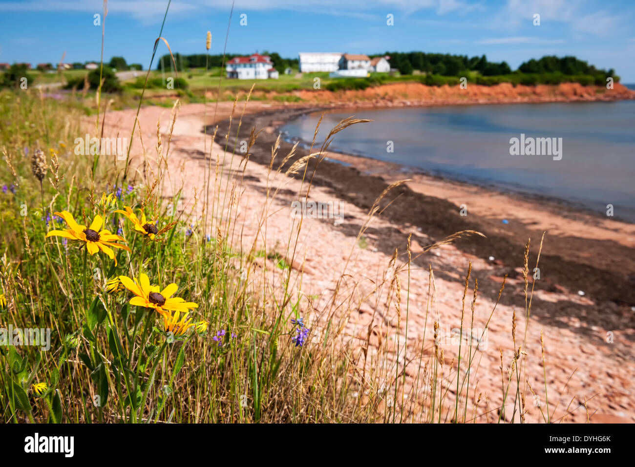 Wildblumen auf Prince Edward Island Küste in der Nähe von Dorf North Rustico in Green Gables Shore, PEI, Kanada. Stockfoto