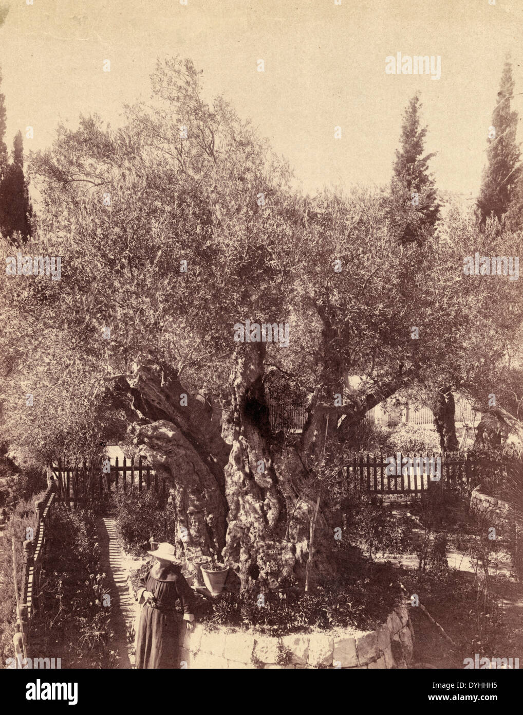 Alte Olivenbäume umsorgt von Franziskaner-Mönchen, Palästina, Jerusalem, Garten Gethsemane, um 1900 Stockfoto