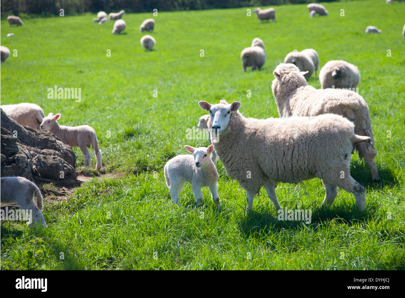 Schafe und junge Lämmer auf freiem Feld Stockfoto