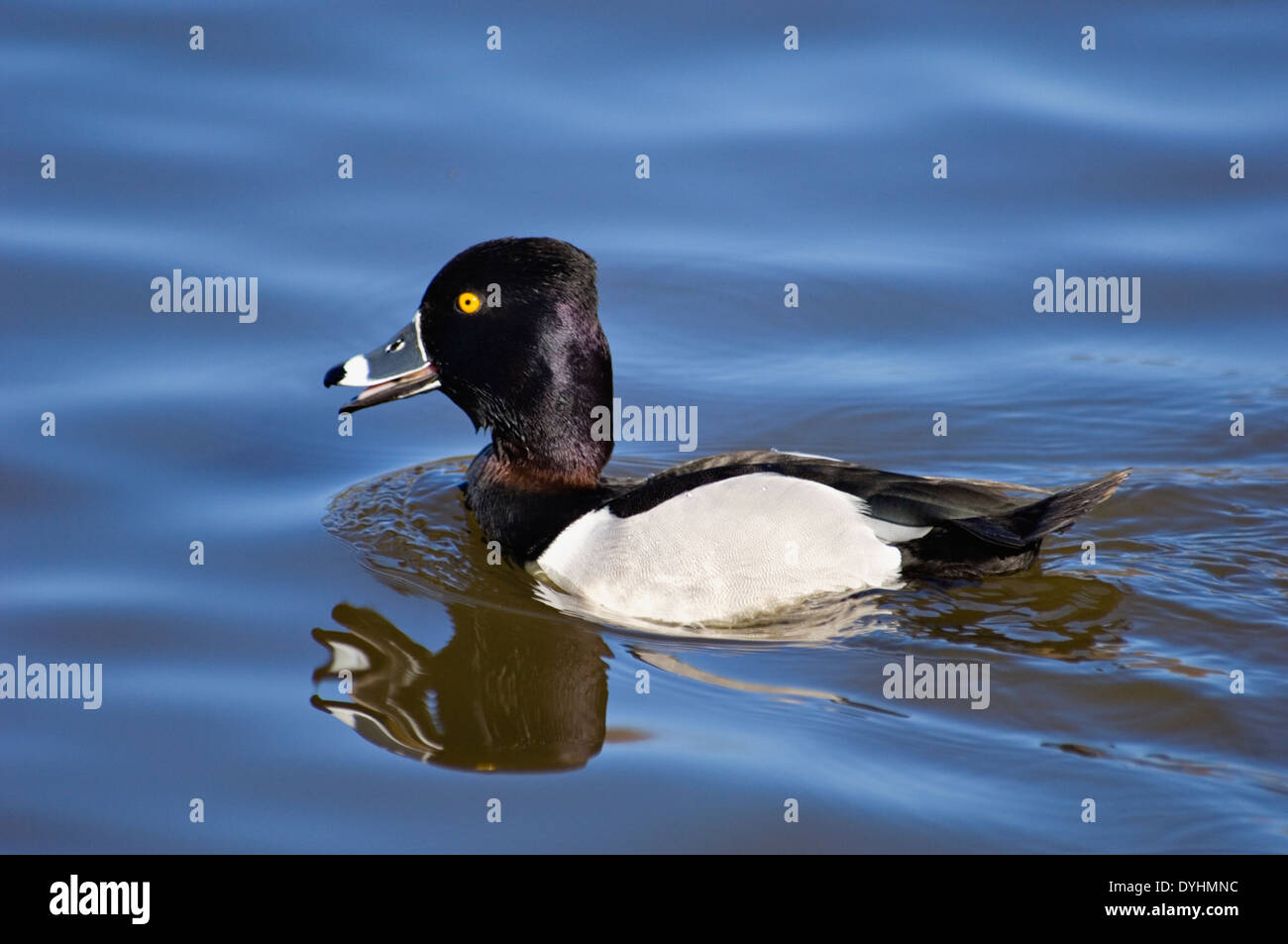 Ring – Necked Duck Stockfoto