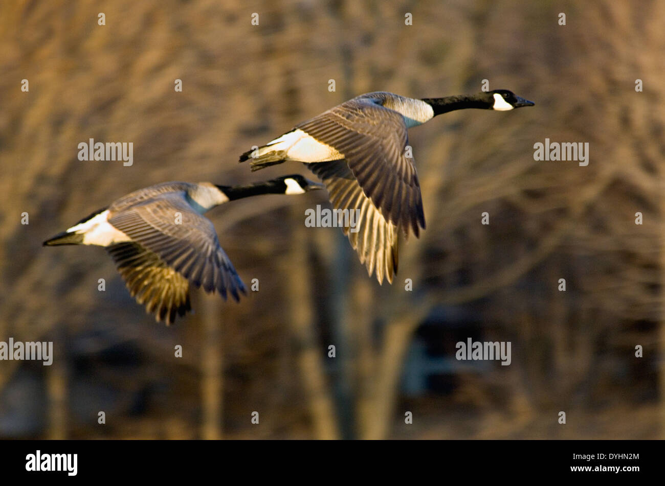 Paar von Kanadagänse Stockfoto