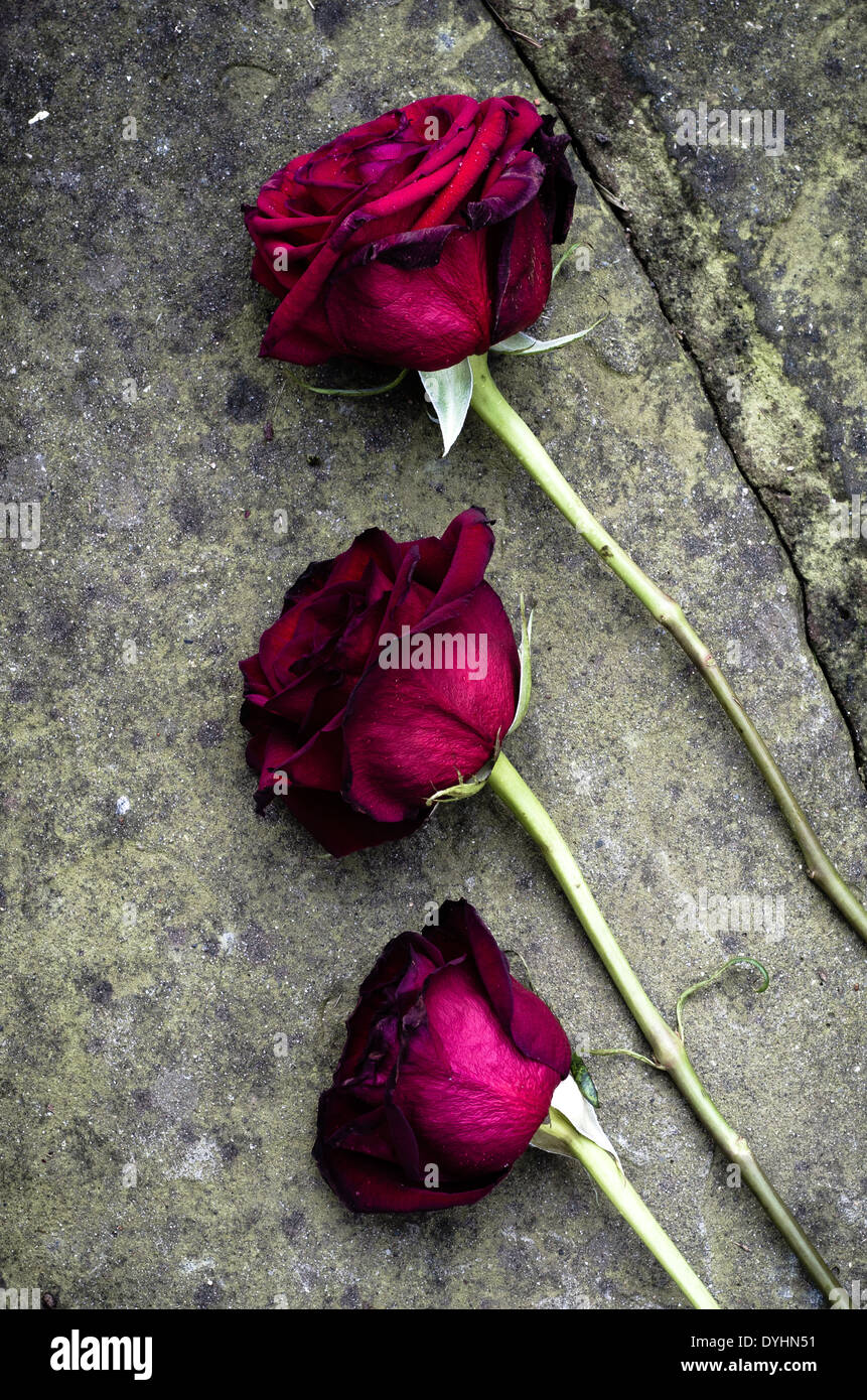 Rosen im sterben auf den Boden gefallen. Stockfoto