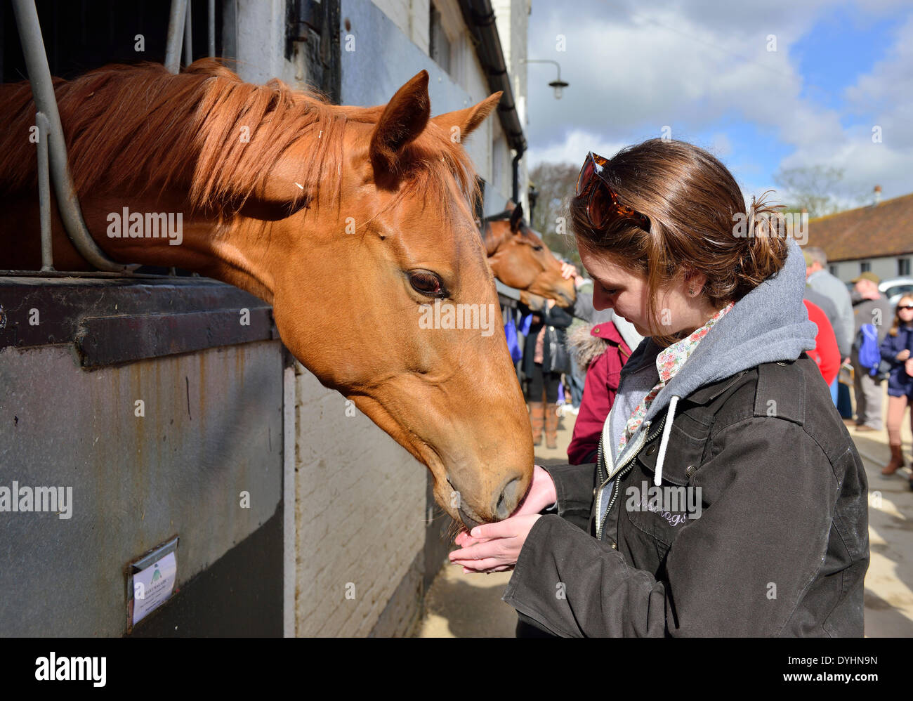 Lambourn, Berkshire, UK.-18.4.2014 - Lambourn geöffnet. Tag der offenen Tür einzigartige Gelegenheit, die Pferde in den Bildungseinrichtungen im ganzen Lambourn Tal zu sehen. Mehr als 30 Trainer ihren Gärten für die Öffentlichkeit geöffnet und voraussichtlich mehr als 10.000 Menschen die Gelegenheit nutzen, um die Pferde, die Trainer zu erfüllen und wirklich ersten Hände der Lambourn racing Industrie sehen. Kredit Gary Blake /Alamy Live-Nachrichten Stockfoto