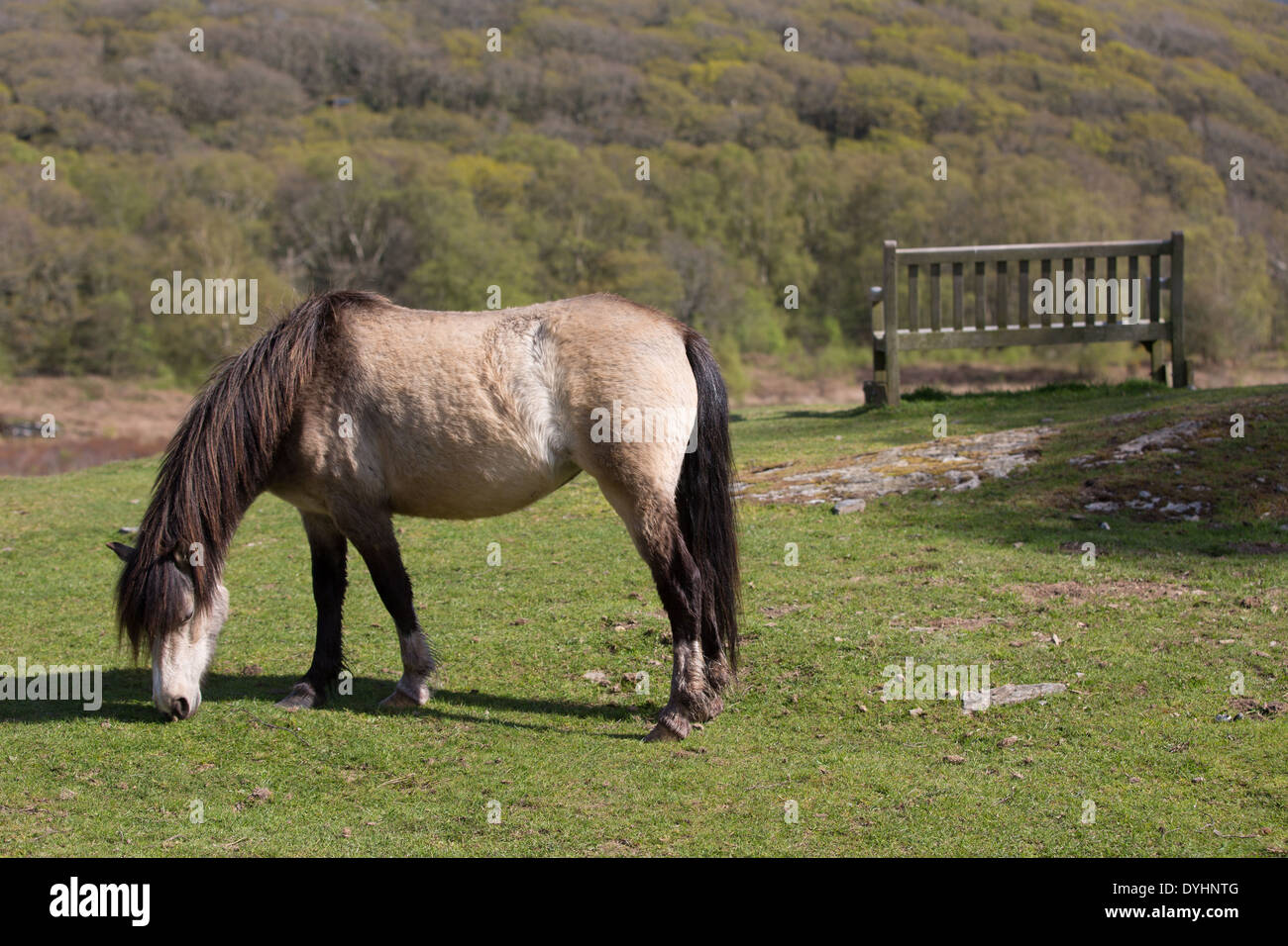RSPB Naturschutzgebiet, Ynys Hir. Ein Pony Beweidung in der Frühlingssonne neben einem leeren Park bench mit Blick auf Wald. Stockfoto