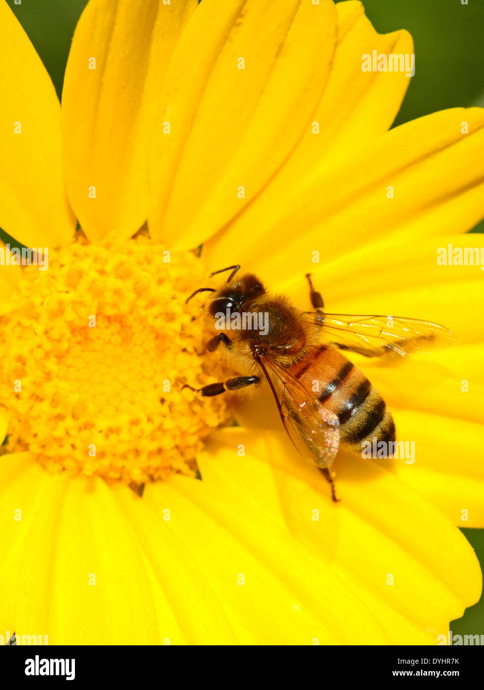 Honigbiene, Bestäubung Stockfoto