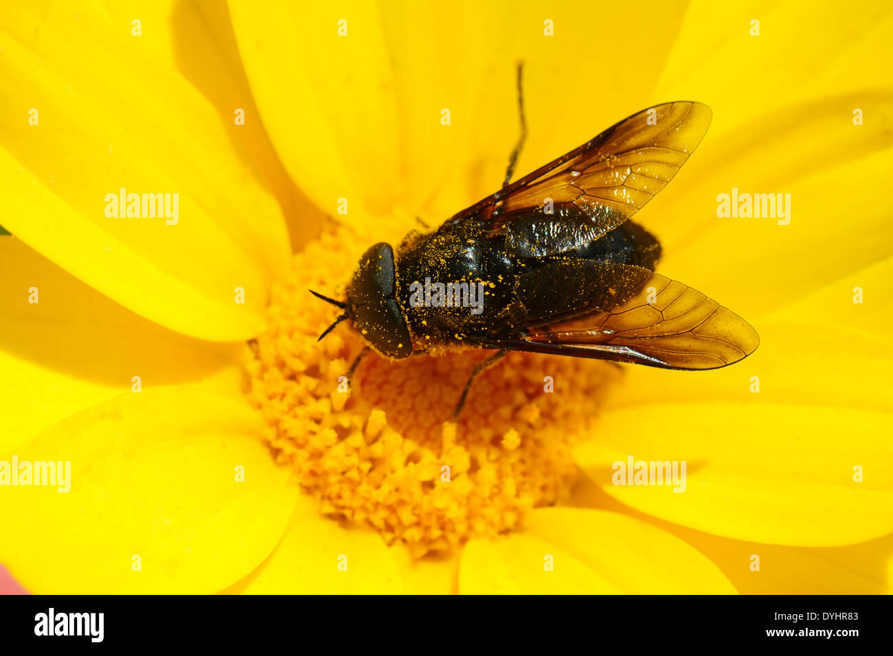Schwarze Fliege auf Blume Stockfoto