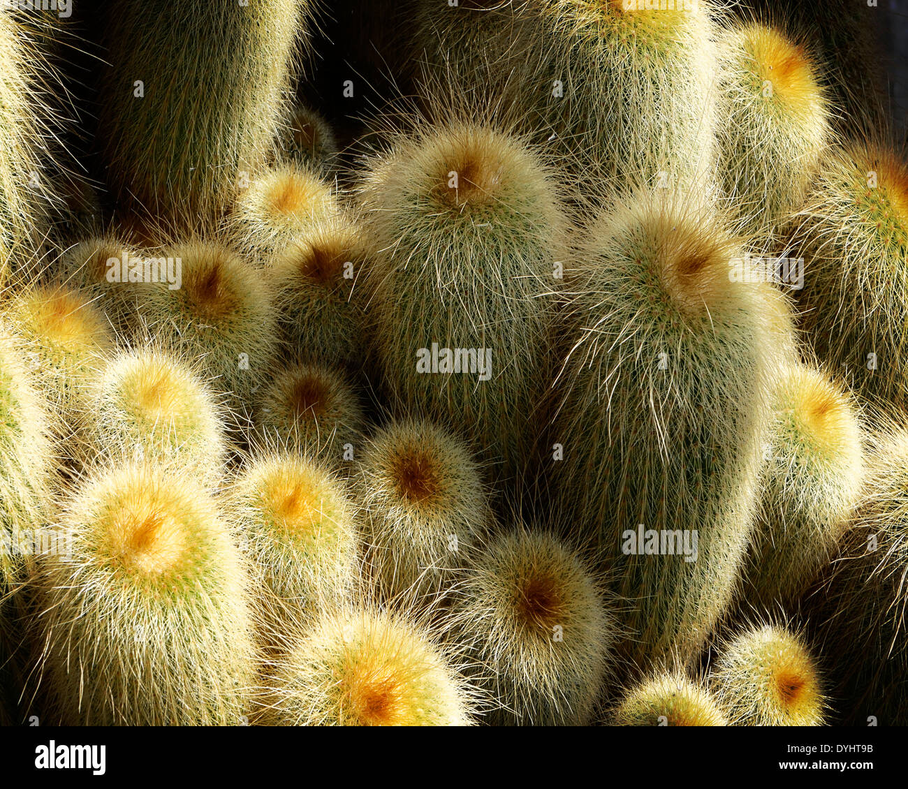 FLORA: Kaktus Detail (Notocactus Leninghausii) Stockfoto