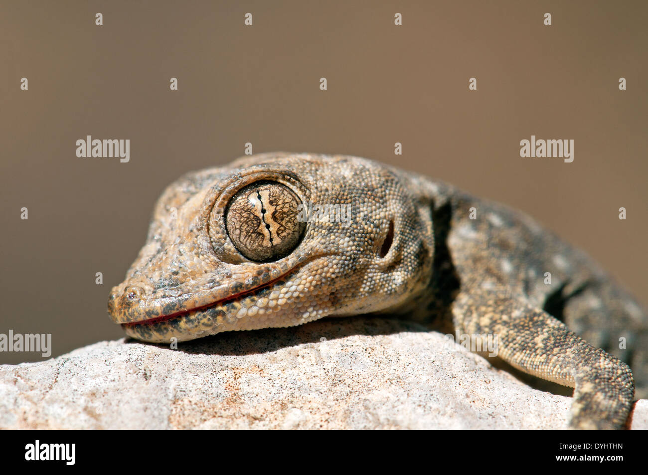 Gecko-Auge Stockfoto