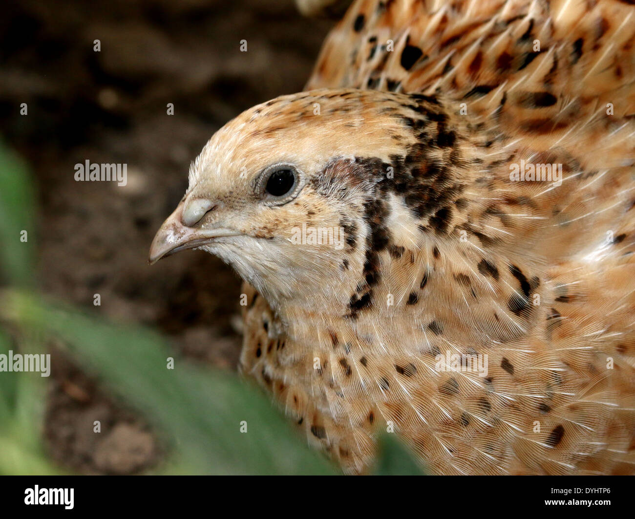 Gemeinsamen Wachtel (Coturnix Coturnix) Stockfoto