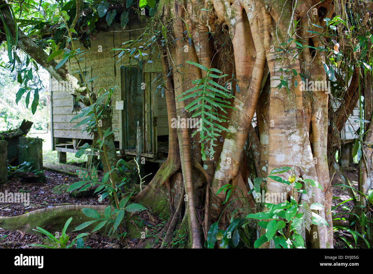 Eine heruntergekommene verfallenen hölzernen Hütte mit verwilderten Bäume auf den Trails biologischen Station La Selva in Sarapiqui de Viejo, Costa Rica Stockfoto