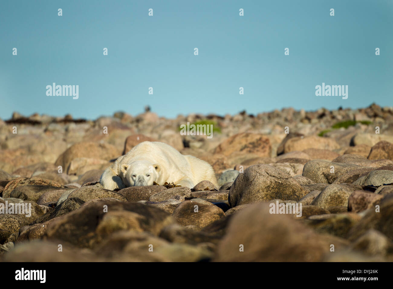 Kanada, Manitoba, große Erwachsene männliche Eisbären (Ursus Maritimus) ruhen in den Felsen entlang der Küste in der Morgendämmerung Hubbart Zeitpunkt Stockfoto