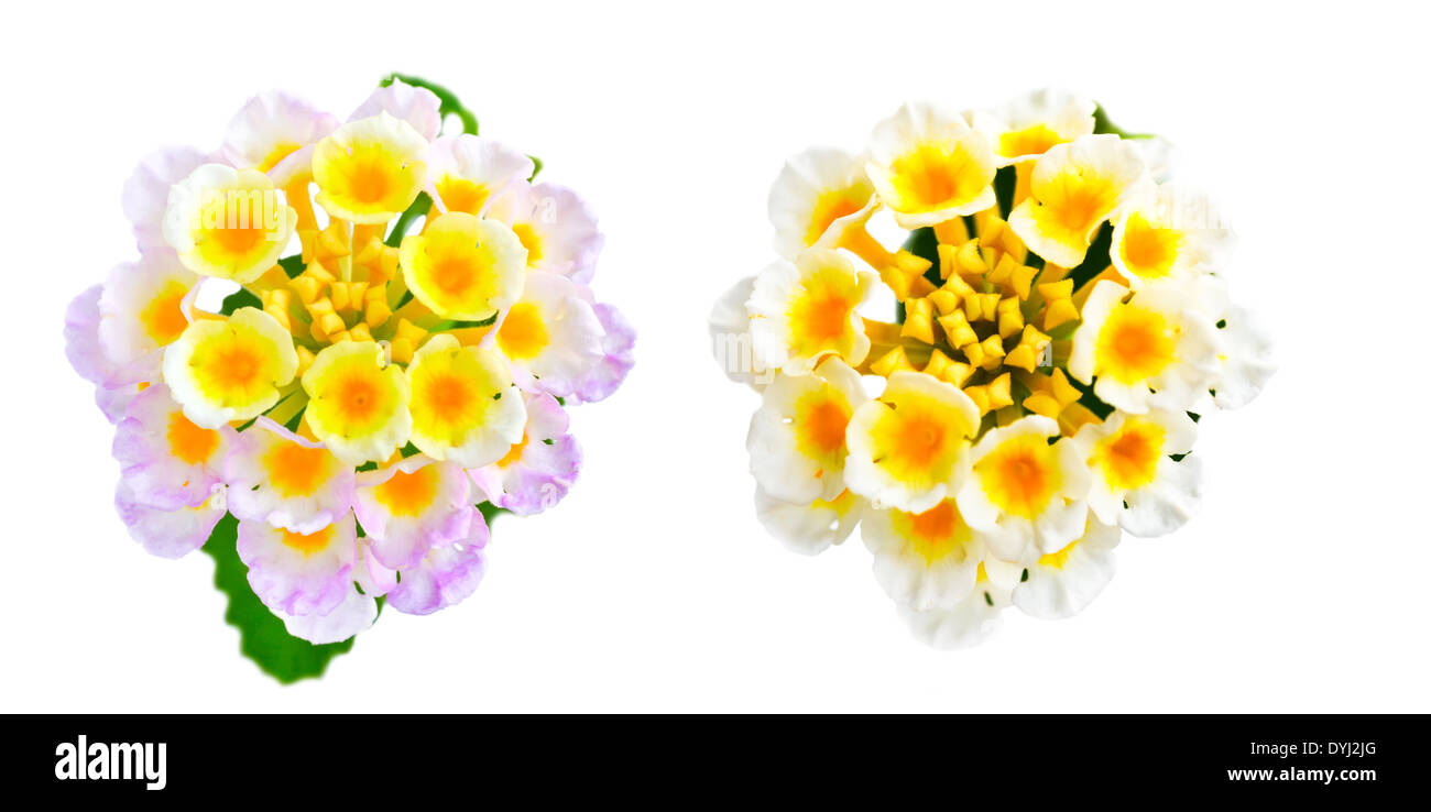 Blume Lantana Camara ist isoliert auf weißem Hintergrund, Nahaufnahme Stockfoto