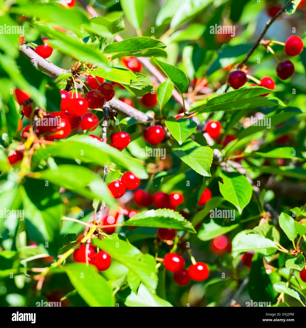 Zweig der reifen Kirschen in einem Garten, Hintergrund Stockfoto