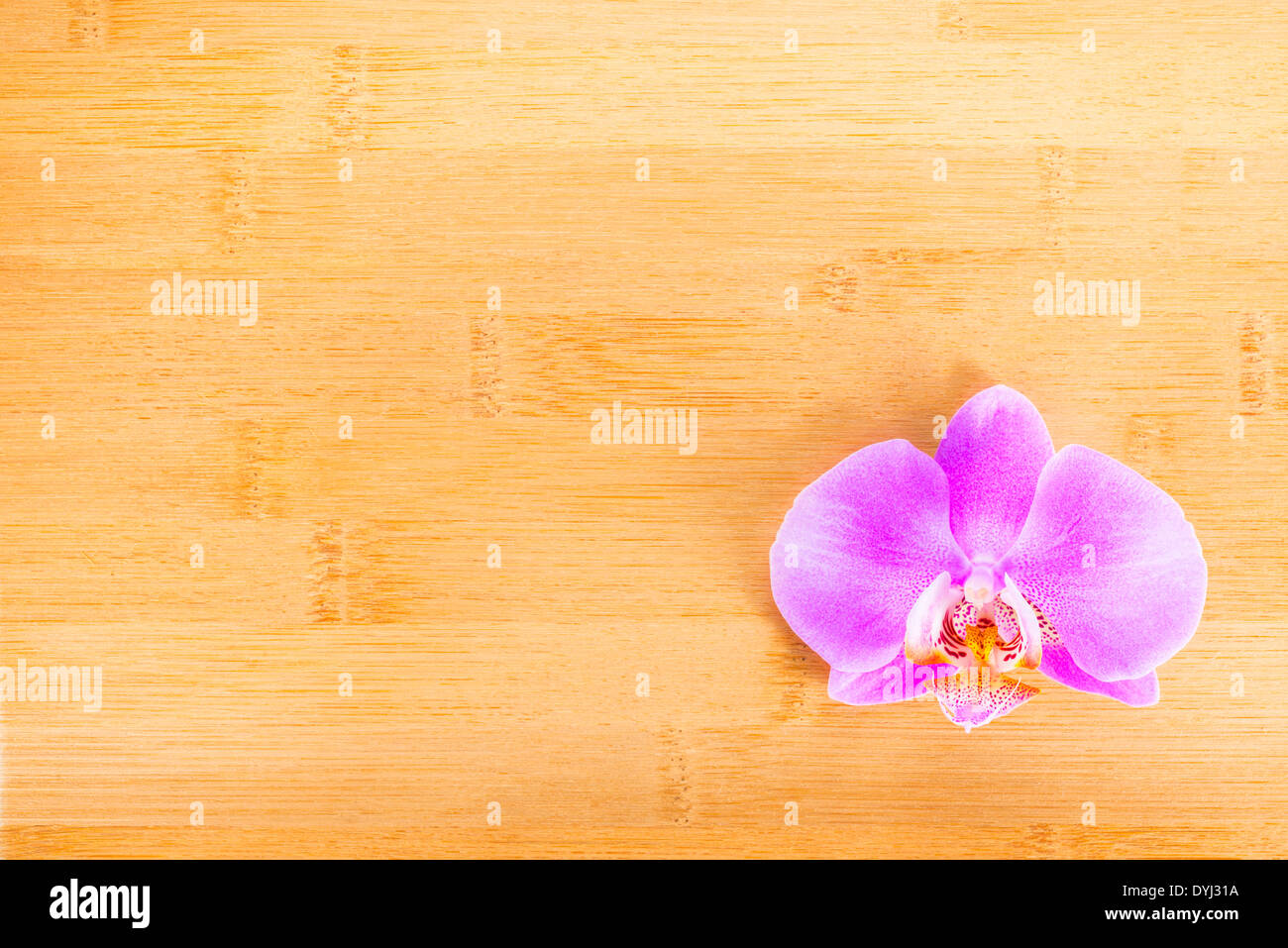 lila Orchidee Blume auf Bambus Holz Hintergrund Stockfoto