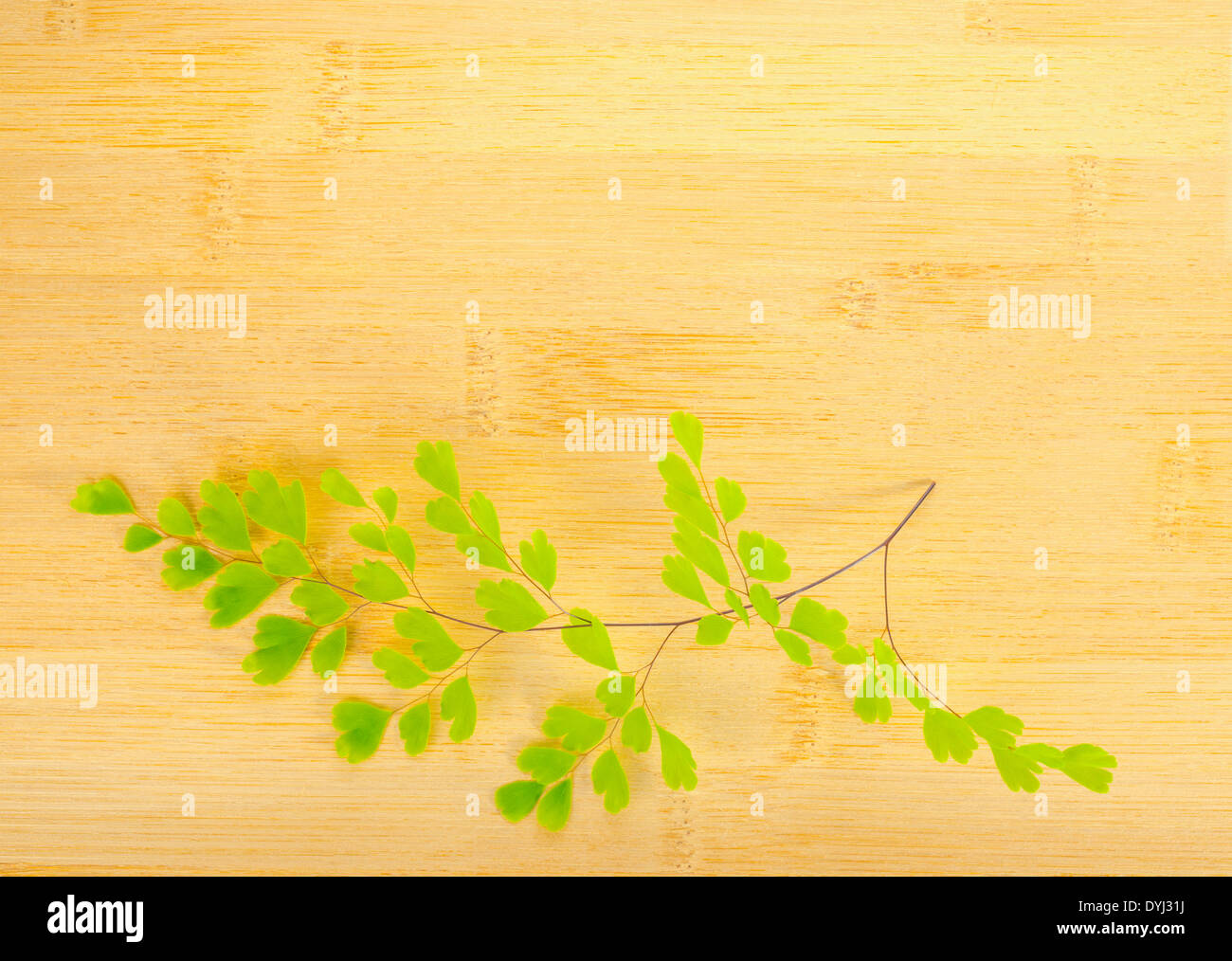 grüner Zweig der Farn auf Holz Bambus Hintergrund Stockfoto