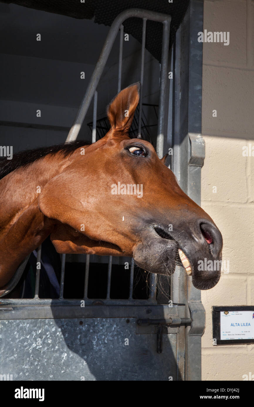 Humor und lustige Pferdegesichter in Middleham, Yorkshire, Großbritannien. April 2014. „Alta Lilea“ (Mark Johnston Racing) am Tag der offenen Tür der North Dales Stables. Der Middleham Stables Open Day ging weiter, obwohl das Rennen am Karfreitag zum ersten Mal zugelassen wurde. Seine Zukunft war bedroht mit Rennen, die in Musselburgh und Lingfield ausgetragen werden sollten. Aber nachdem Betfair weiterhin als Sponsoren, und die Middleham Trainer Association beschlossen „einstimmig“, die zwei Jahrzehnte Tradition fortzusetzen. Ein Dutzend Stallungen öffneten ihre Türen für die Veranstaltung. Stockfoto