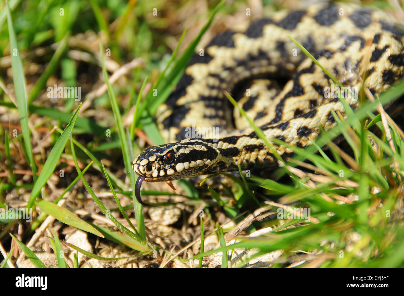 Männliche Kreuzotter (Vipera Berus) Aalen, Cotswolds, UK Stockfoto