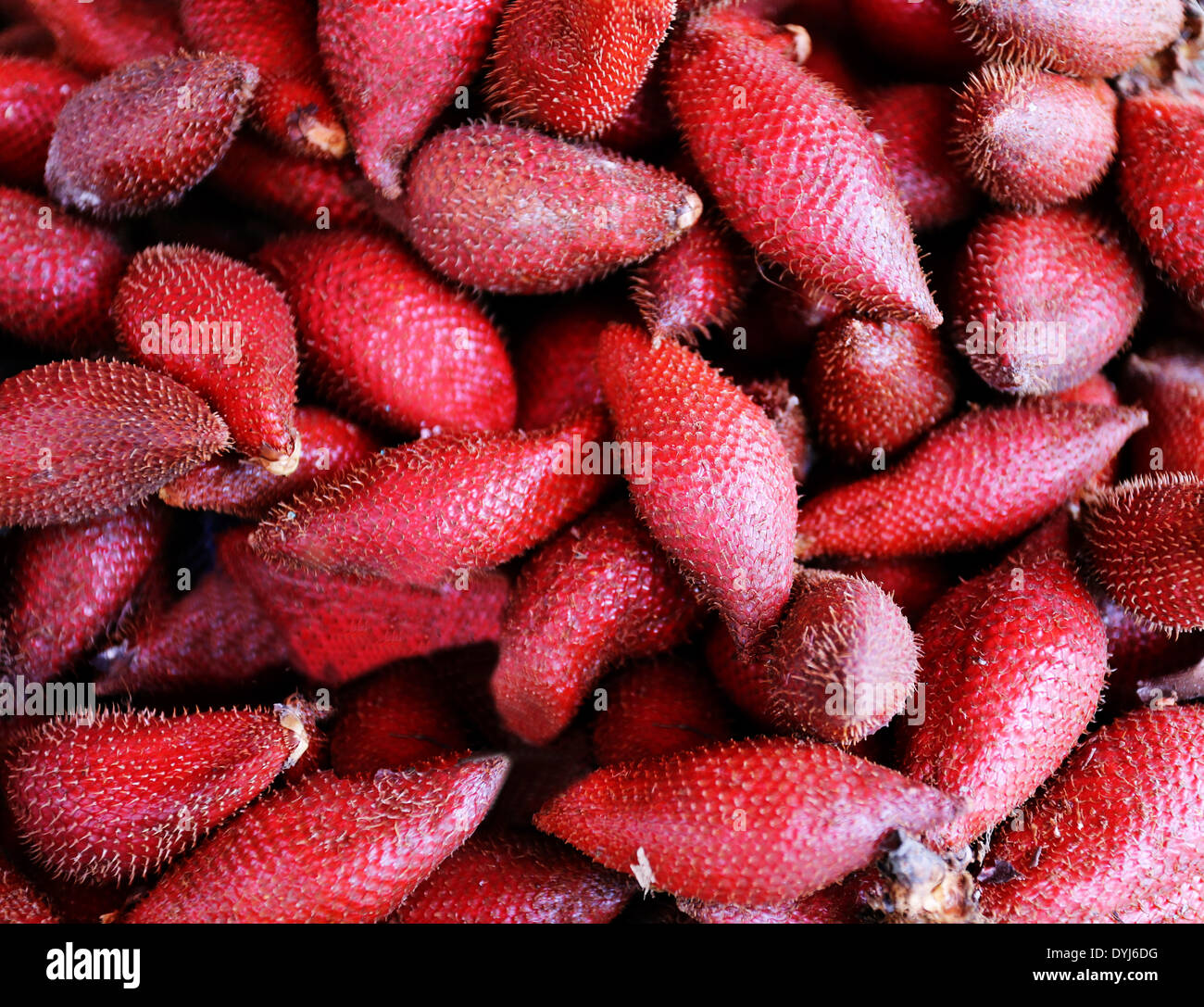 Schlangenhaut frucht -Fotos und -Bildmaterial in hoher Auflösung – Alamy