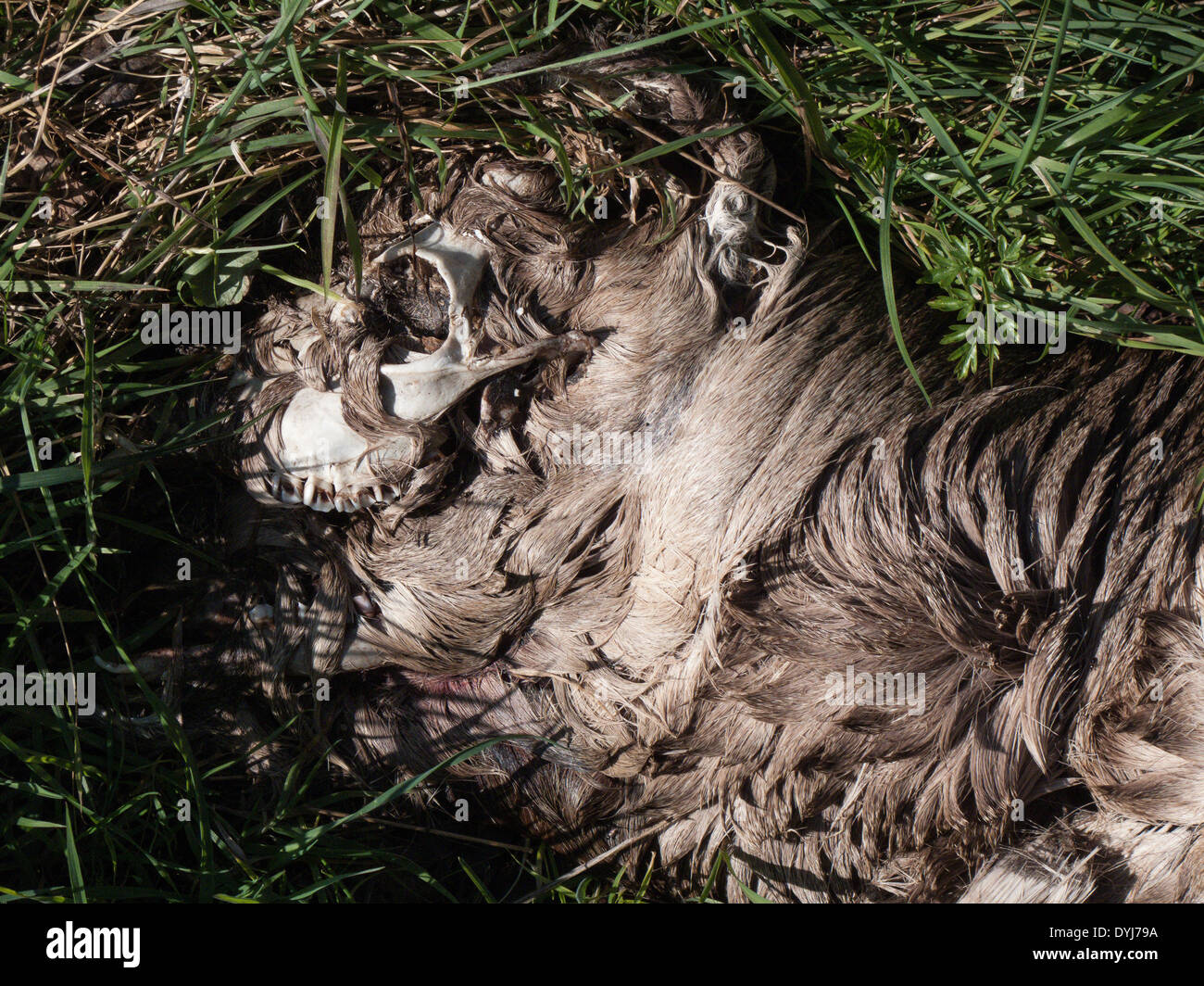 Schädel von verwesenden Hirsch bei Verkehrsunfall getötet Stockfoto