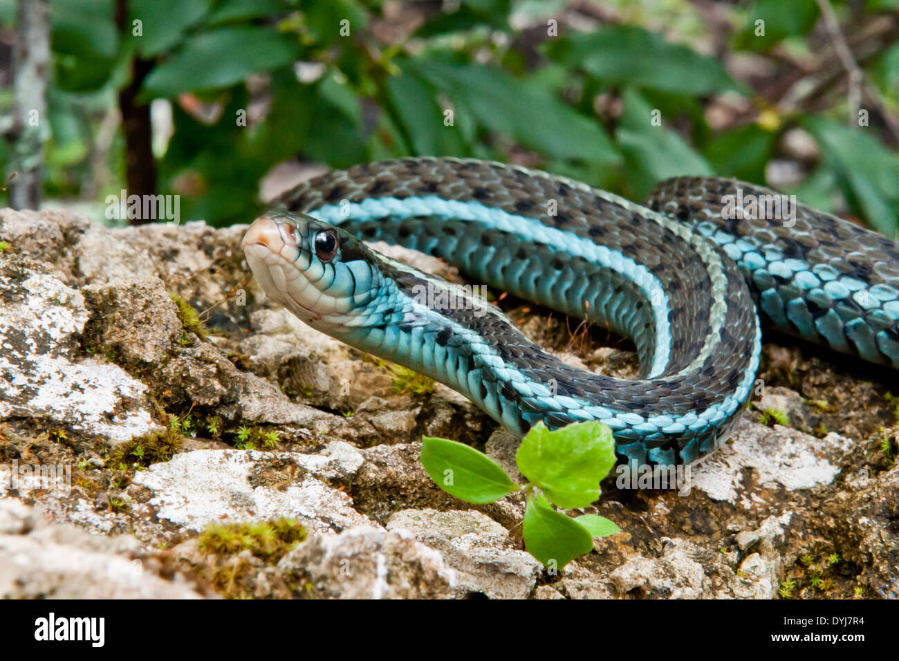 Bluestripe Garter Snake Stockfoto Bild 68628088 Alamy