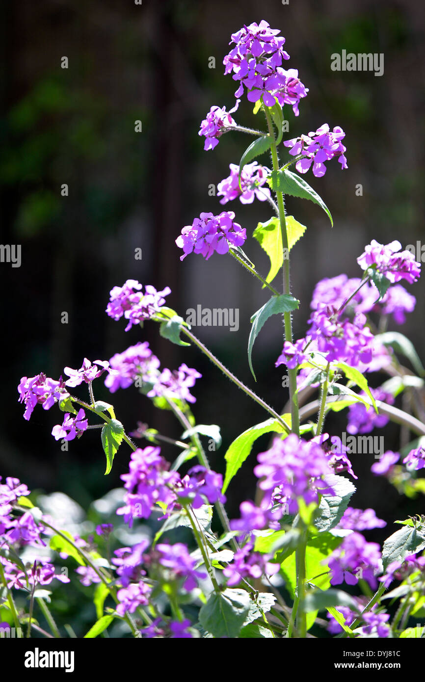 Gesehenen und erfasste in lokale Nachbarn hintere Garten eine Ehrlichkeit (Lunaria Annua) zweijährige Pflanze. Stockfoto Gesehenen und erfasste in lokale Nachbarn hintere Garten eine Ehrlichkeit (Lunaria Annua) zweijährige Pflanze. Stockfoto