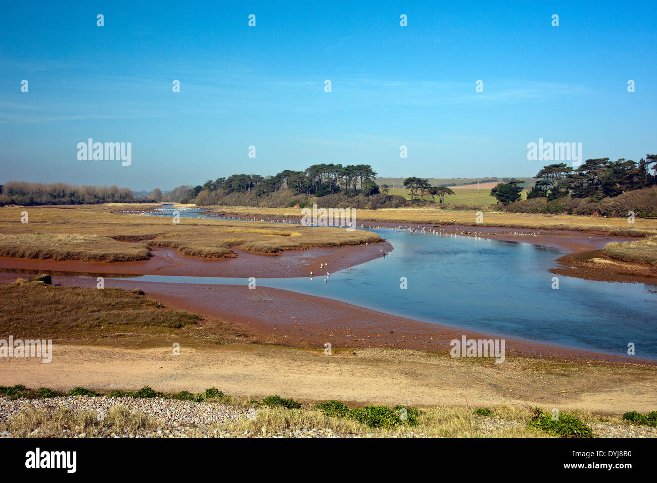 Watvögel an den Ufern der Fischotter und die Otter-Mündung Naturschutzgebiet bei Budleigh Salterton, Devon, England, UK Stockfoto