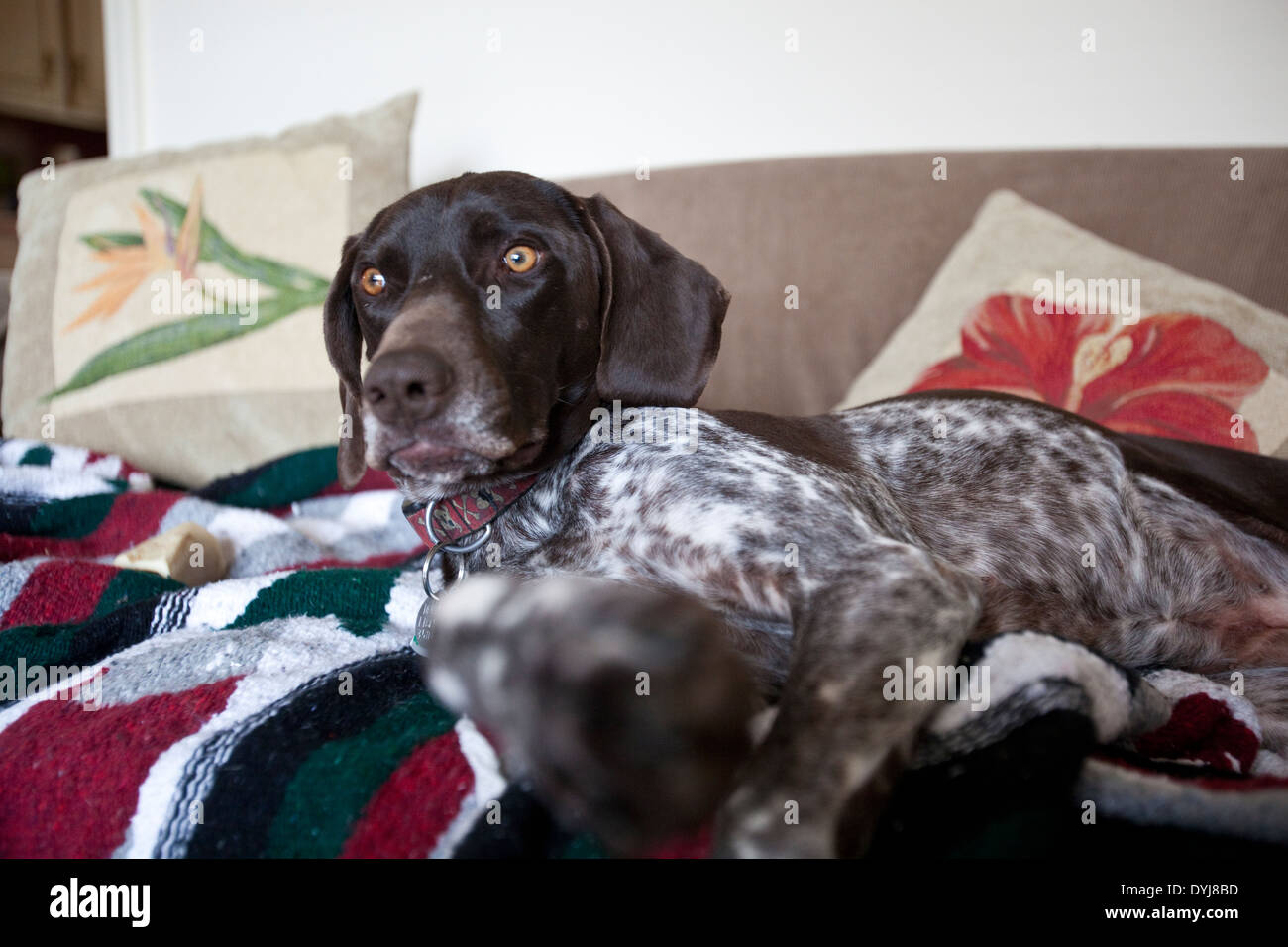 Deutscher Kurzhaariger Vorstehhund auf einer couch Stockfoto