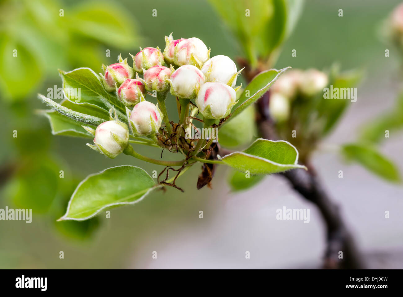 Rote und weiße Knospen der Obstbaum, wie Birne, Apfel, Mandel oder Kirsche, auf einem Ast im Frühjahr unter der Sonne Stockfoto