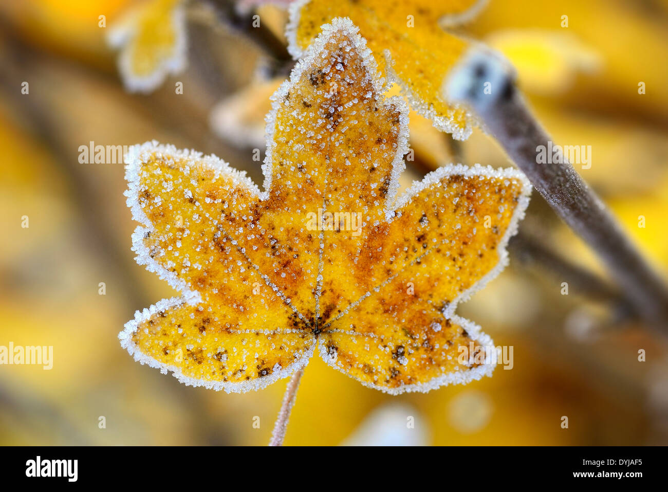 Herbstliche Blätter mit Raureif, Herbstliches Blatt Mit Raureif, Frost Stockfoto