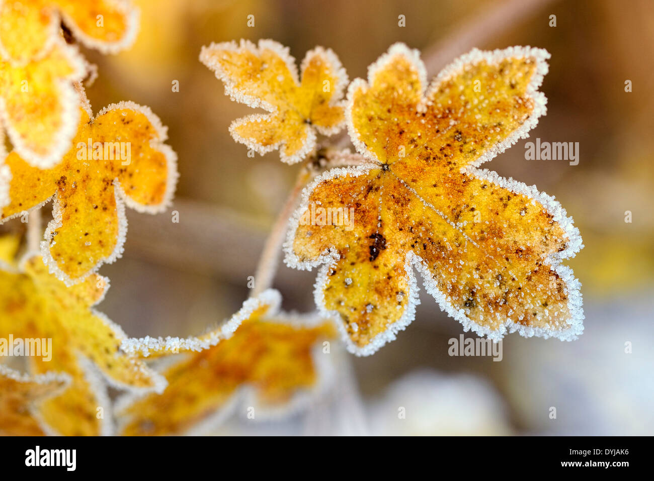 Herbstliche Blätter mit Raureif, Herbstliche Blätter Mit Raureif, Frost Stockfoto